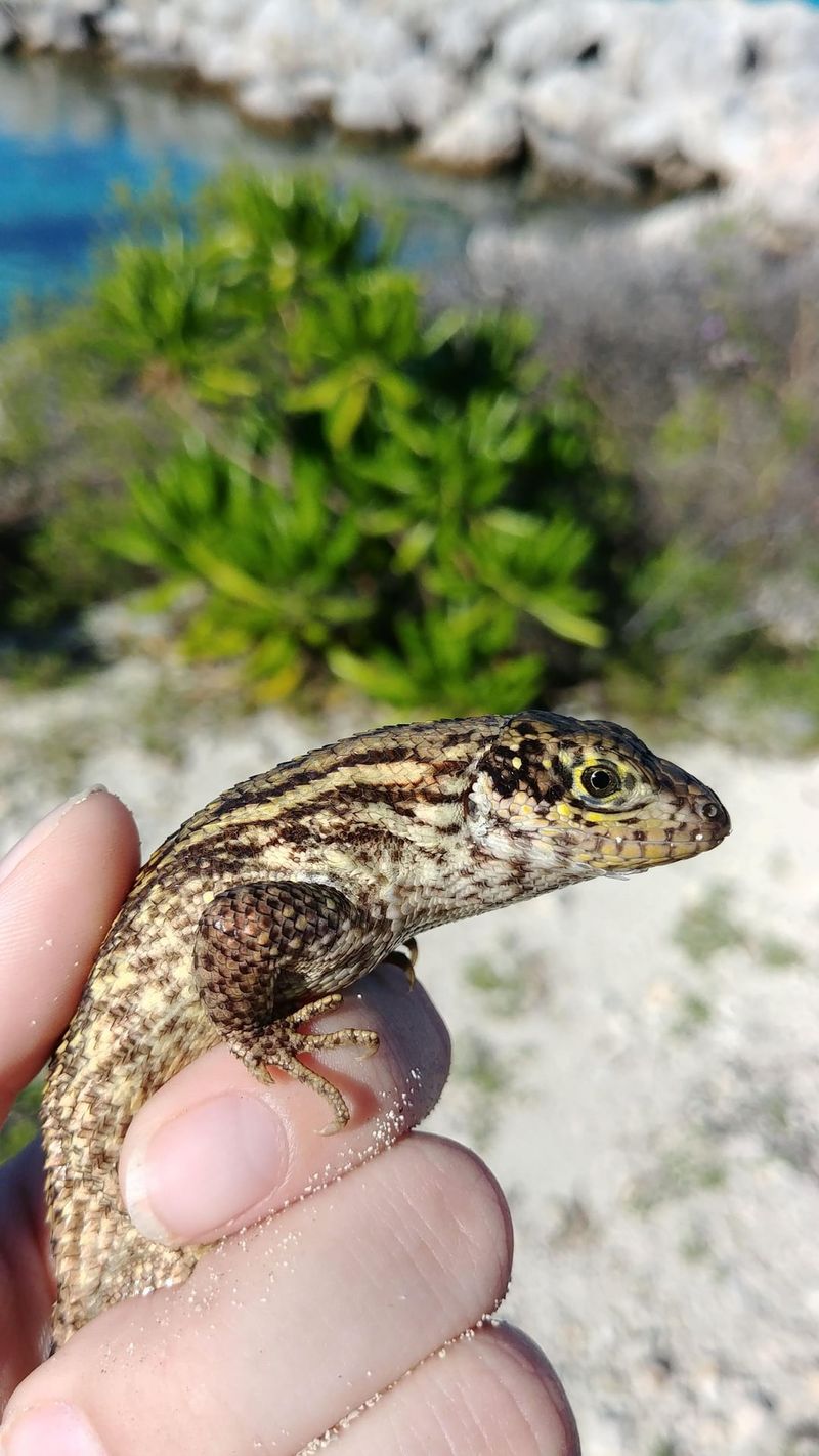 Curly-Tails Came From The Bahamas Curly-Tails Came From The Bahamas