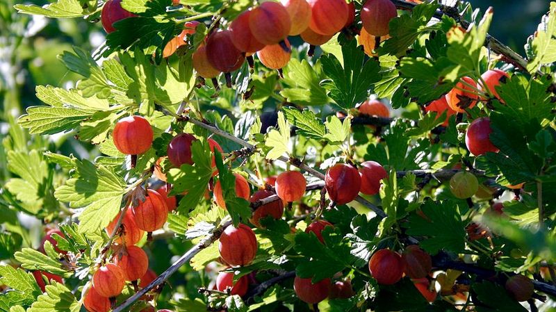 Currants And Gooseberries Are Easygoing Berry Shrubs