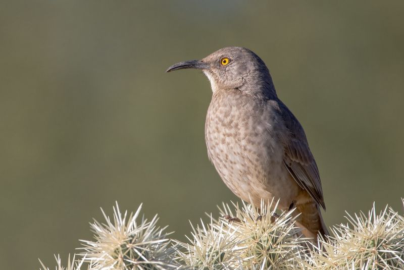 Curve-billed Thrasher