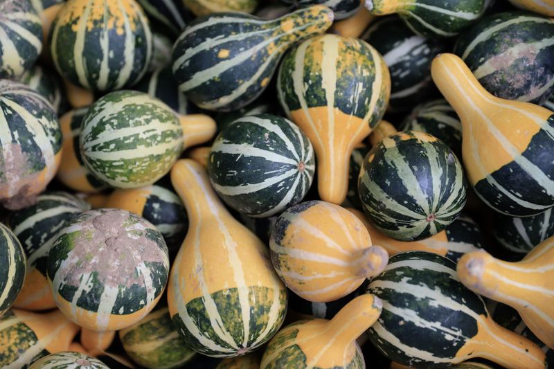 Cushaw Squash, A Southern Favorite