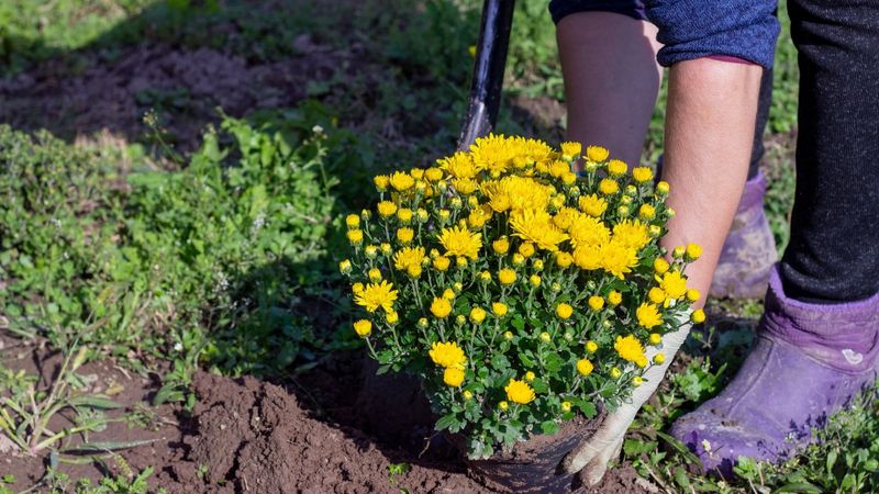 Cut Back And Divide In Spring