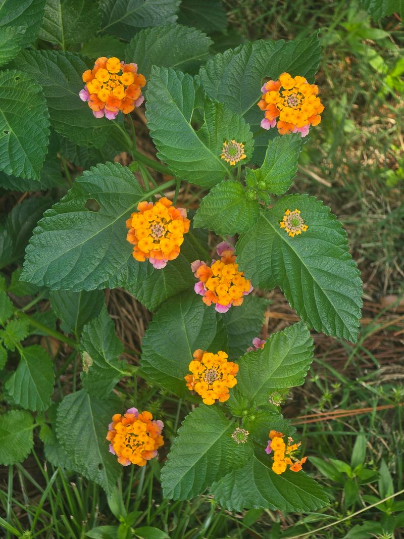 Cut Back Lantana After The First Texas Frost