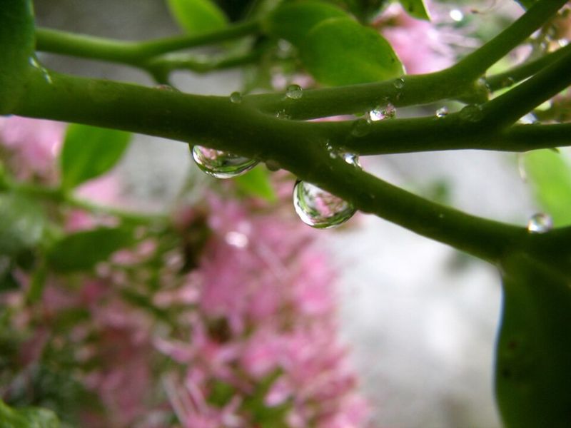 Cut Back On Watering As Temperatures Drop