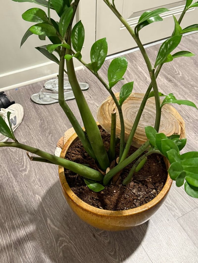 Cut Back On Watering, Especially For ZZ Cut Back On Watering, Especially For ZZ