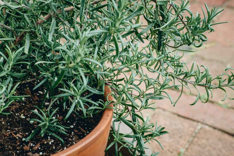 Cut Back On Watering For Rosemary Cut Back On Watering For Rosemary