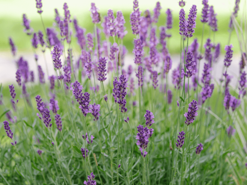 Cut Back On Watering