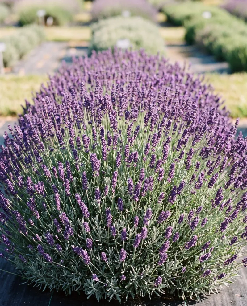 Cut Back On Watering