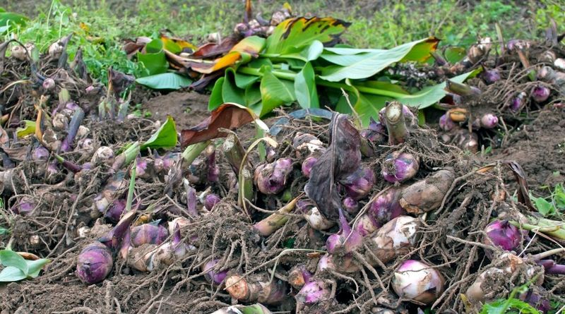 Cut Back Stems And Lift The Clump Carefully