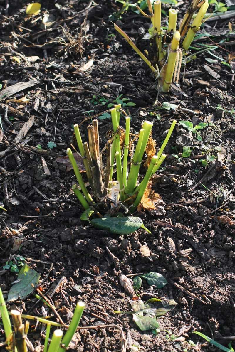 Cut Back The Stems Before Lifting The Tubers Cut Back The Stems Before Lifting The Tubers