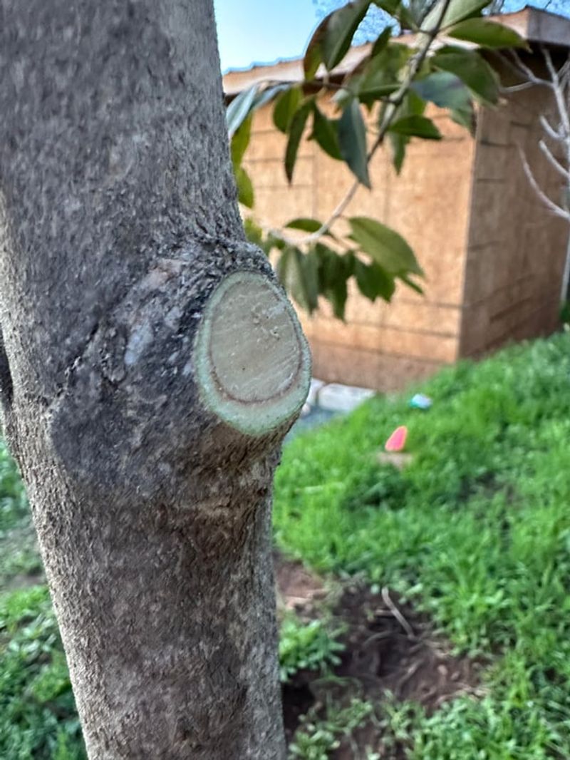 Cut Back To The Branch Collar