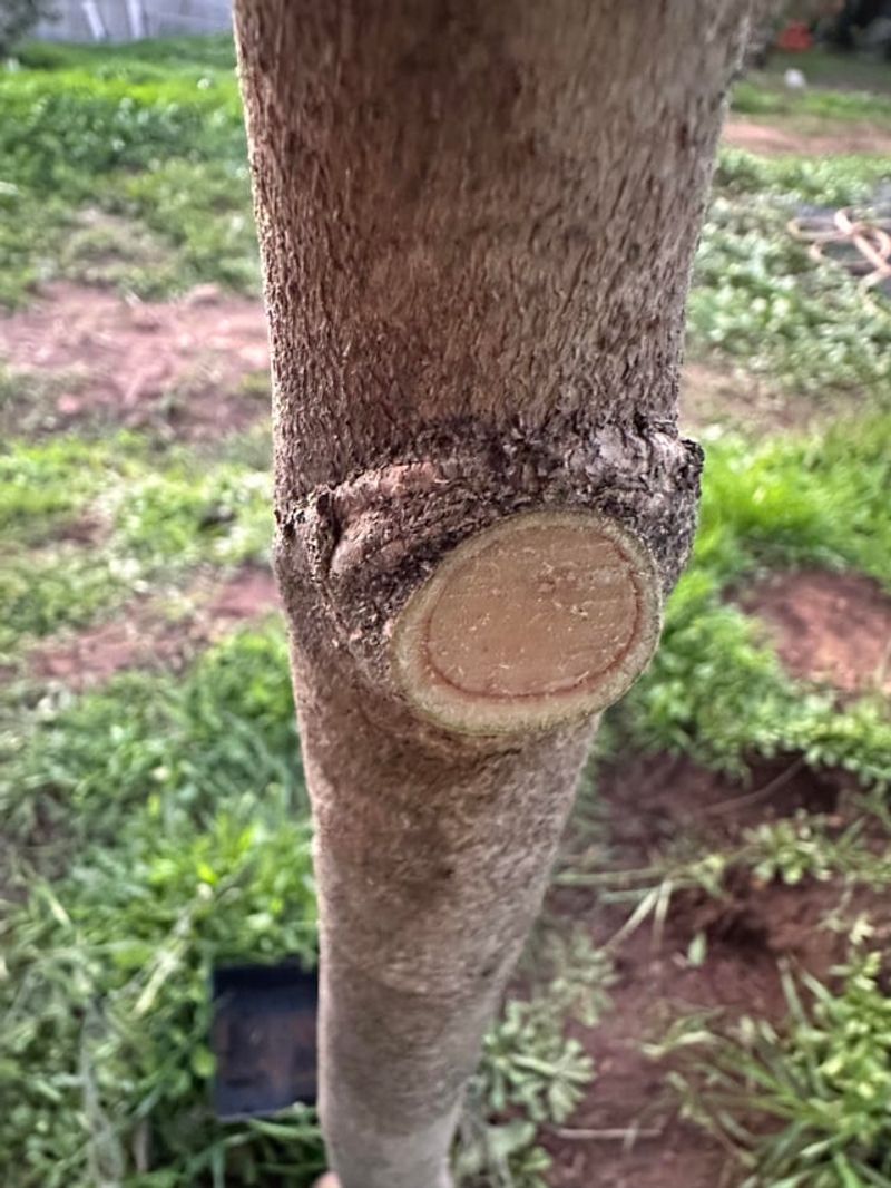 Cut Back To The Branch Collar Cut Back To The Branch Collar