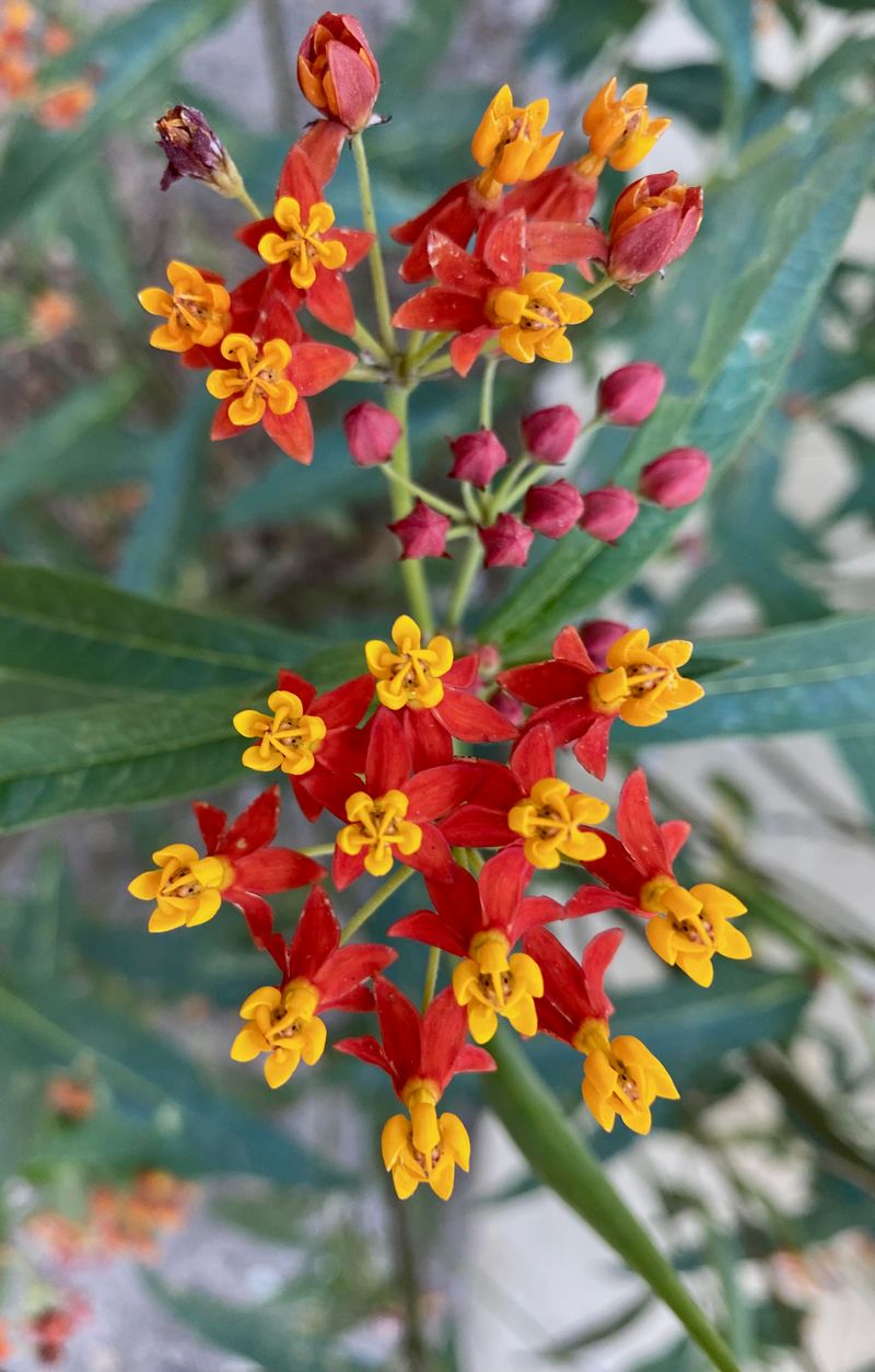 Cut Back Tropical Milkweed In Fall Cut Back Tropical Milkweed In Fall