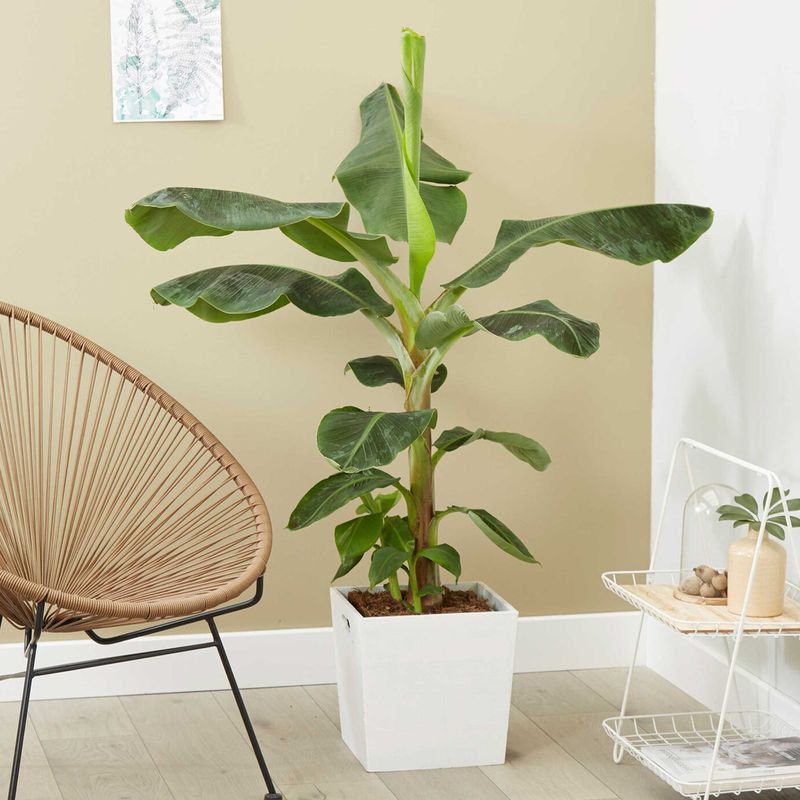 Cut Back Watering for Dormant Banana Plants