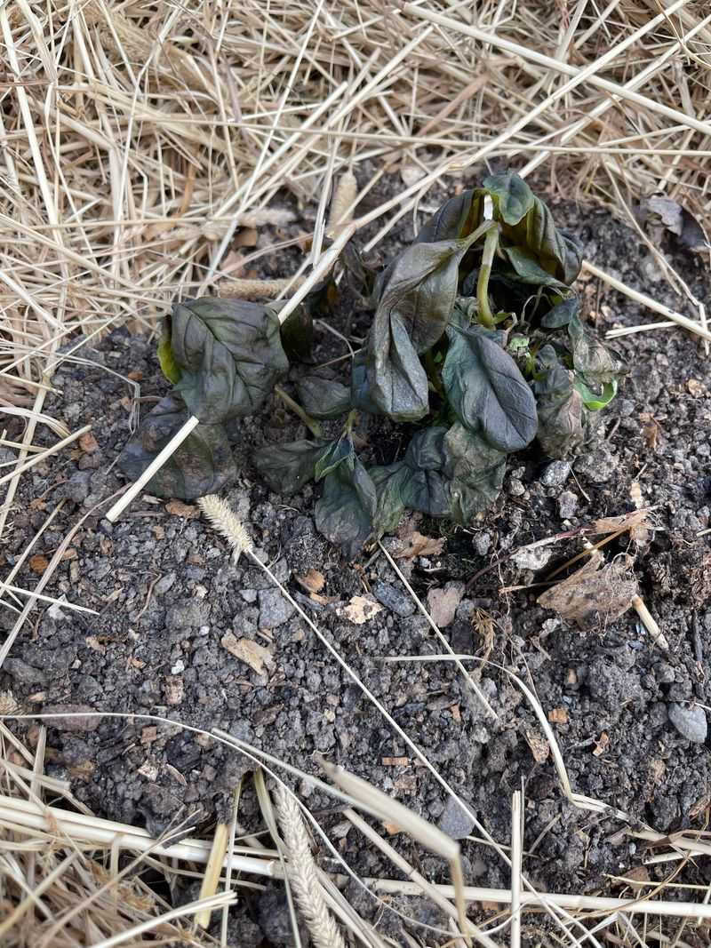 Cut Blackened Basil, Peppers, And Annuals To The Ground