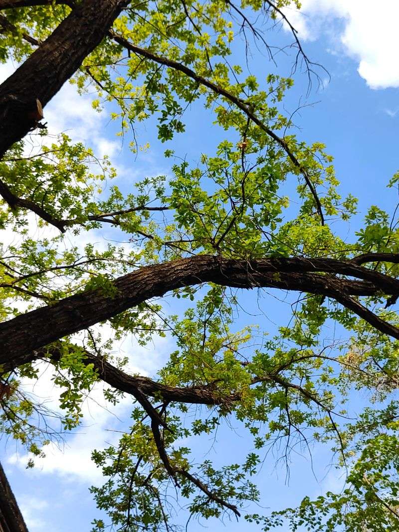 Cut Broken Branches Back To A Healthy Side Branch