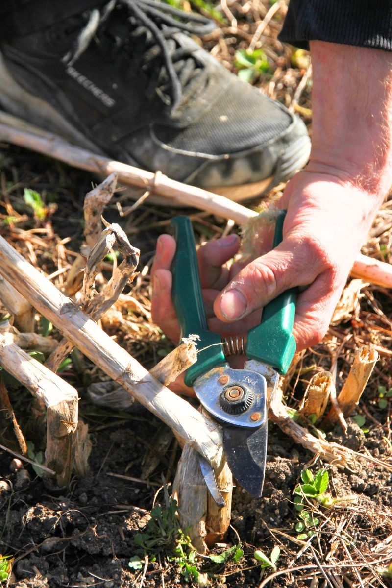 Cut Ferns To The Ground And Remove The Debris Cut Ferns To The Ground And Remove The Debris