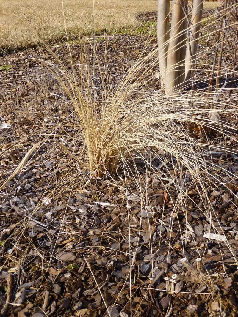 Cut It Back In Late Winter Before New Growth Starts