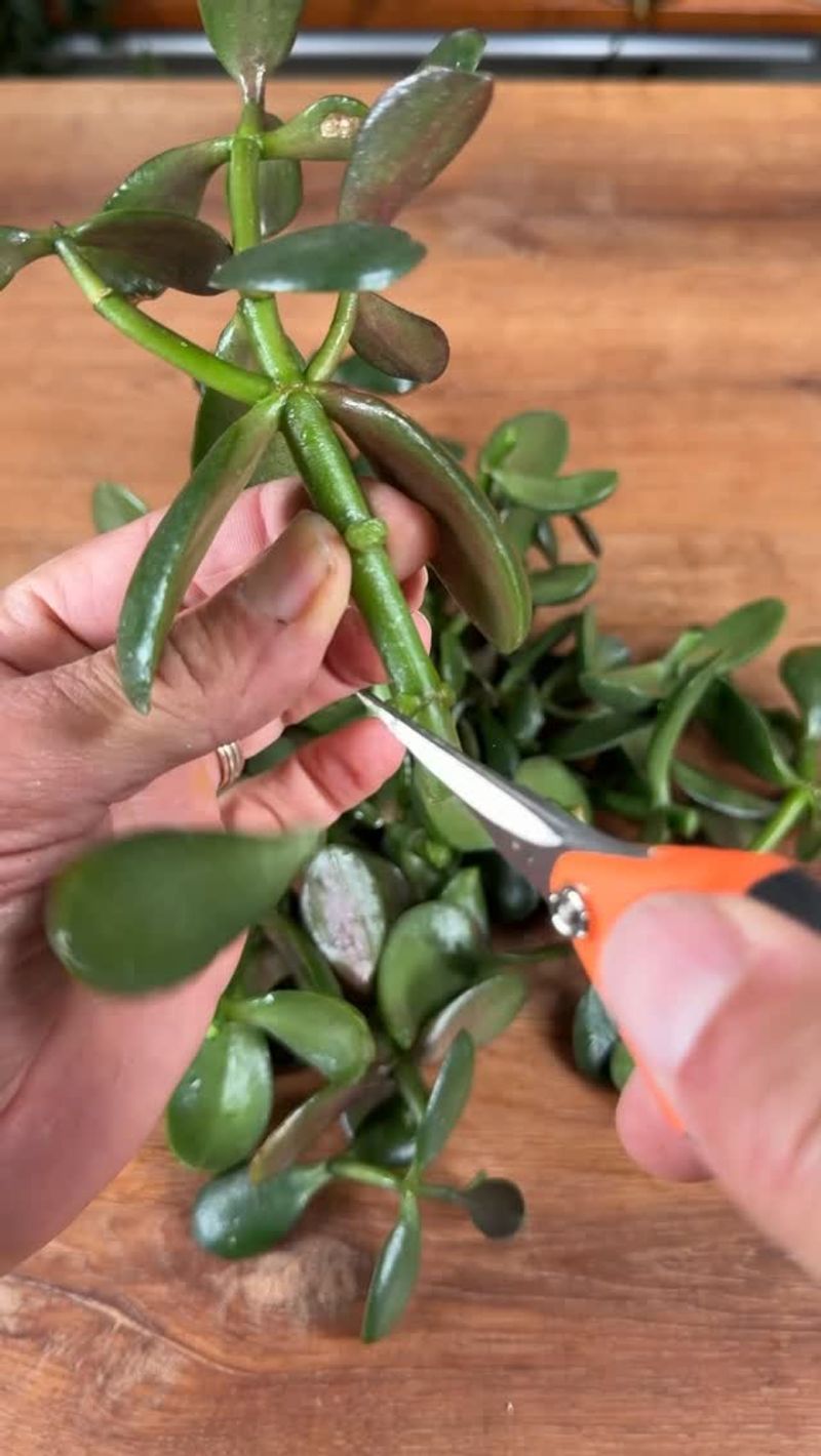 Cut Just Above A Leaf Pair To Create Branches