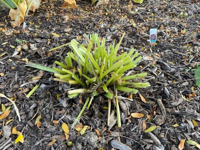 Cut Leaves And Stems Close To The Ground