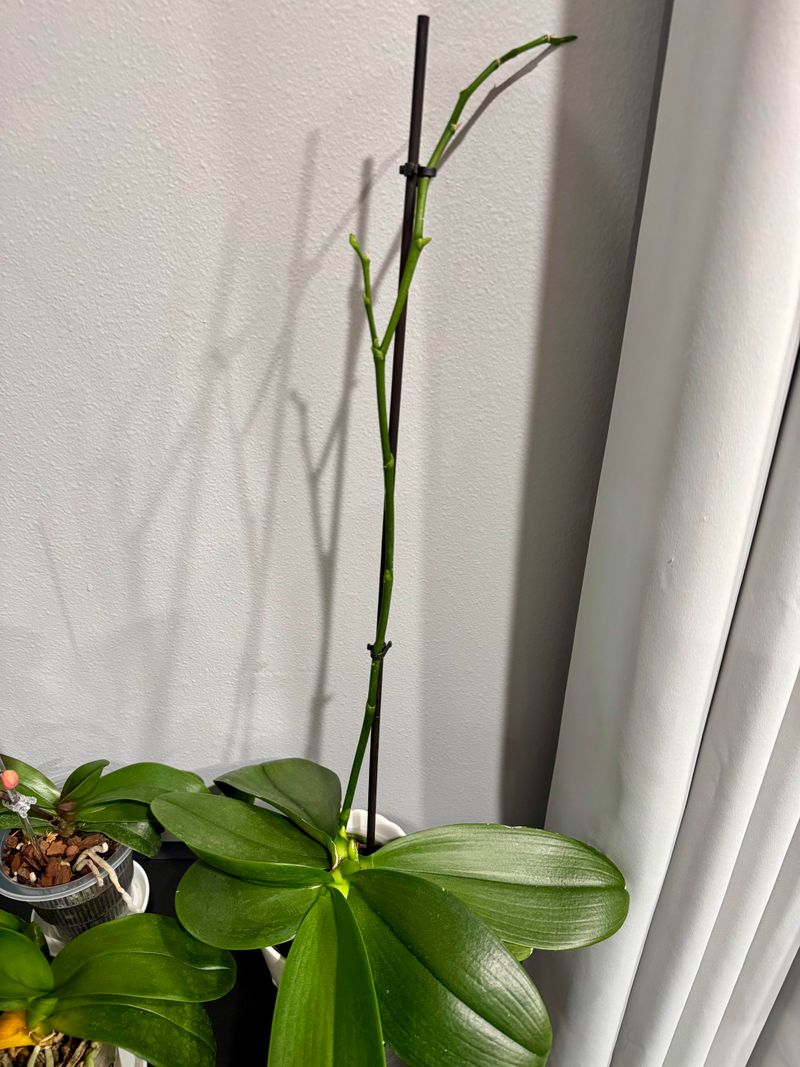 Cut Moth Orchid Spikes Above A Node For A Second Bloom