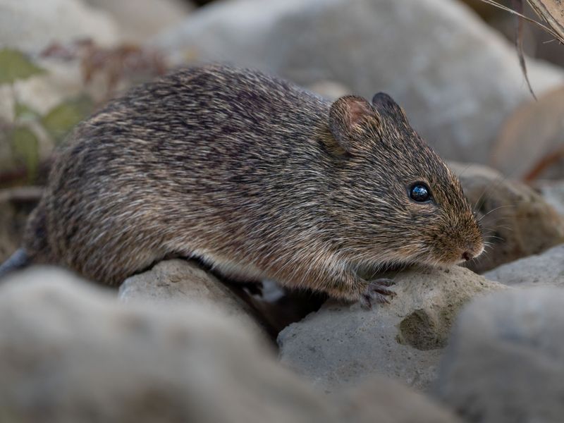 Cut Off The Rodent Buffet Around Your Home Cut Off The Rodent Buffet Around Your Home