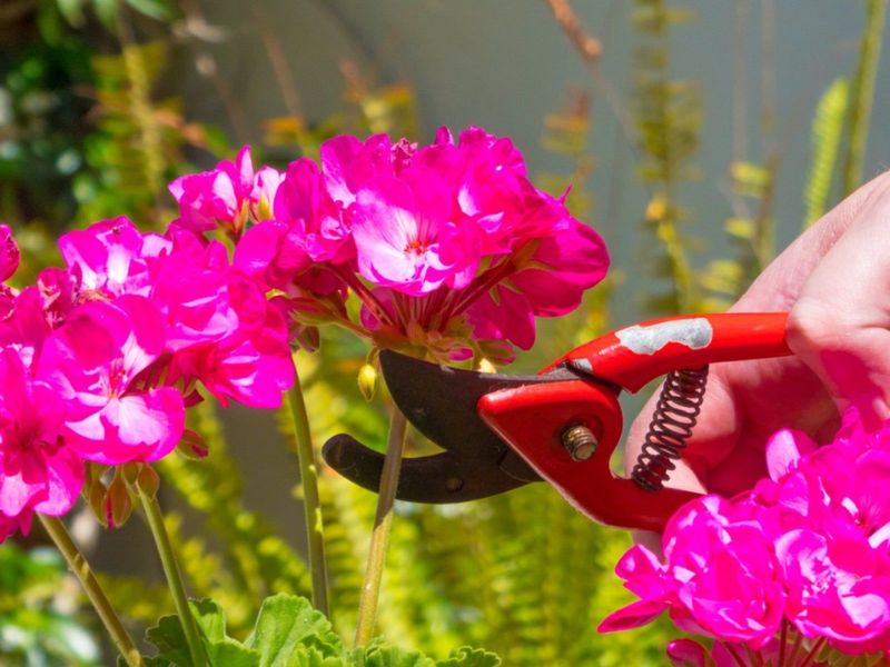 Cut Plants Back Before Bringing Them In Cut Plants Back Before Bringing Them In