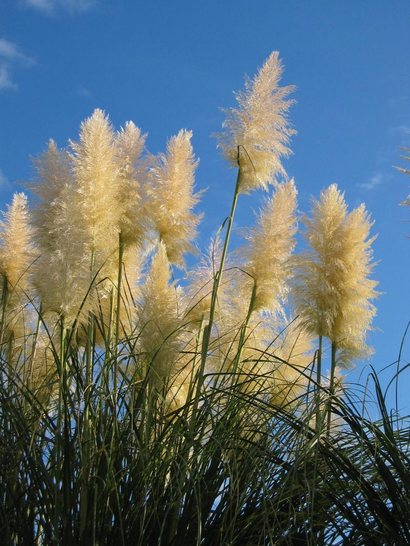 Cut Plumes Before Seeds Ripen And Bag Them