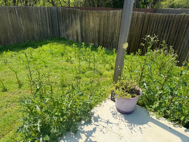 Cut Seed Heads And Bag Them Cut Seed Heads And Bag Them
