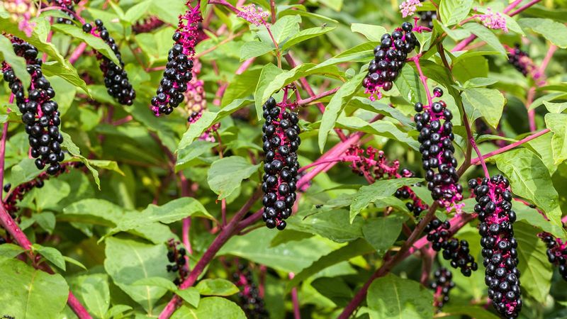 Cut Stalks Before Berries Ripen And Bag Them Cut Stalks Before Berries Ripen And Bag Them