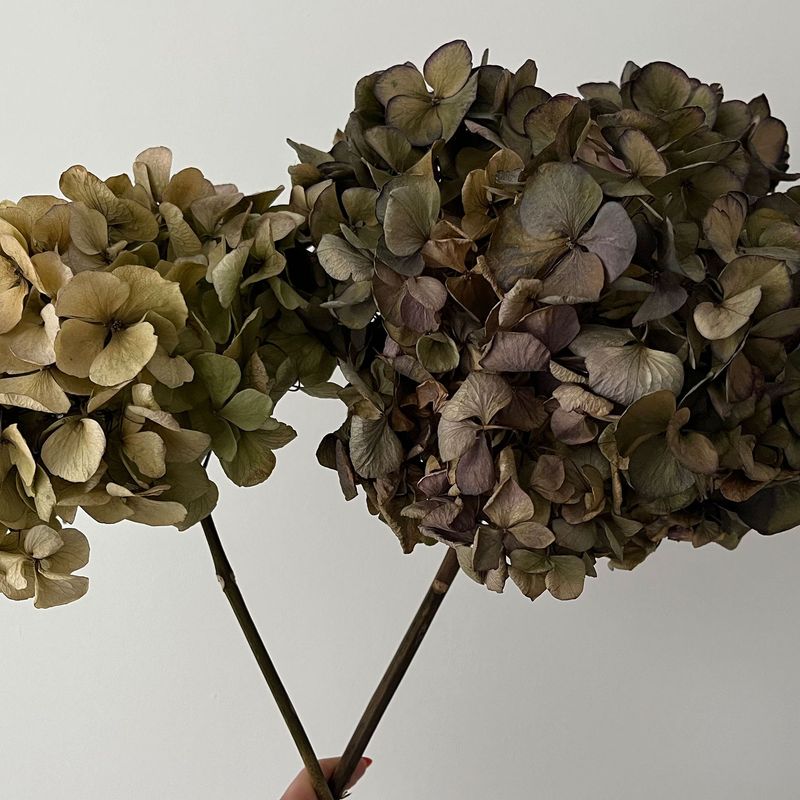 Cut Stems For Dried Arrangements Cut Stems For Dried Arrangements