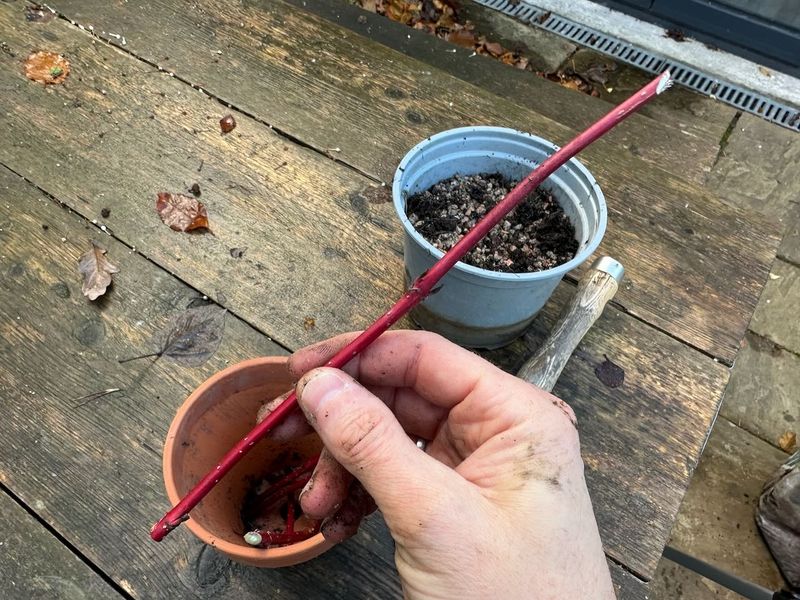 Cut Straight Below A Bud At The Bottom And Angle The Top Cut Straight Below A Bud At The Bottom And Angle The Top