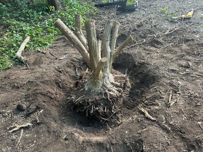 Cut-Stump Treatment For Larger Shrubs Cut-Stump Treatment For Larger Shrubs
