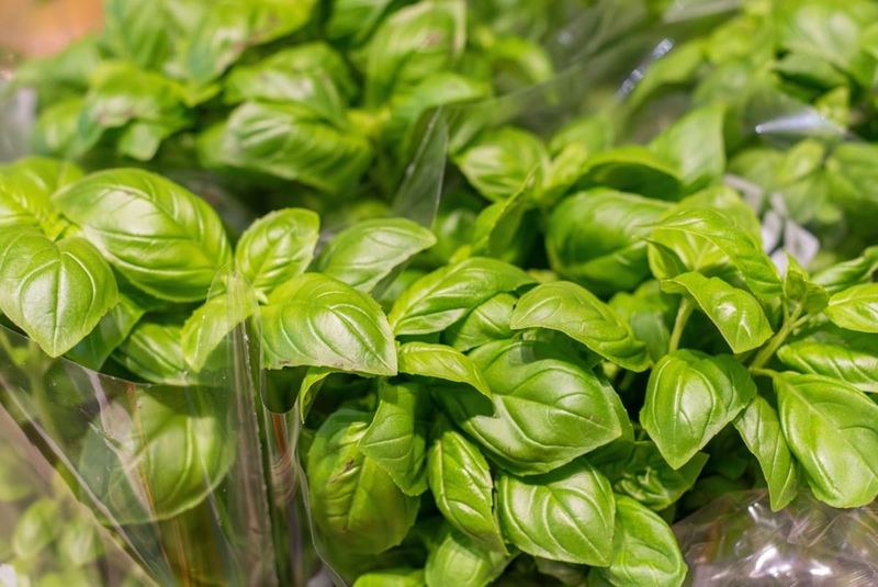 Cut The Basil First Cut The Basil First