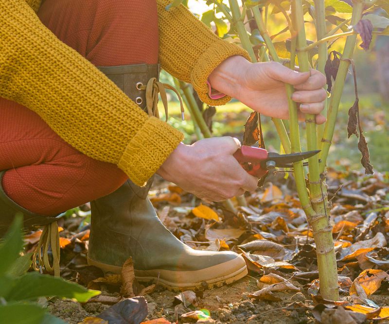 Cut The Stalks Down To A Short Stump