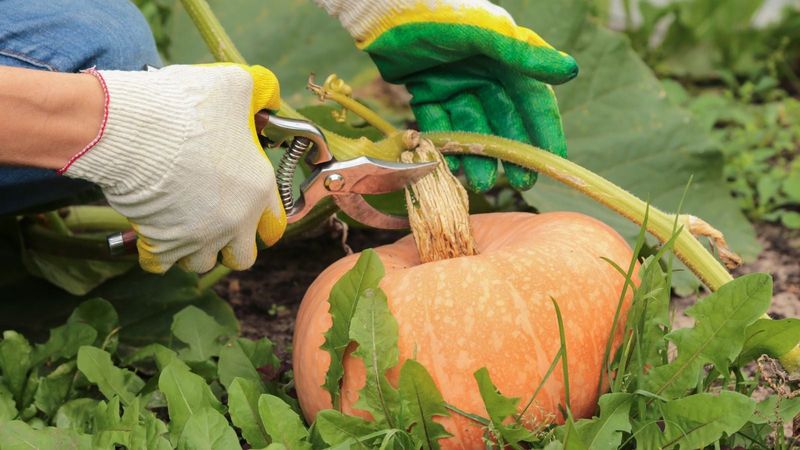 Cut The Stem With Pruners Instead Of Twisting