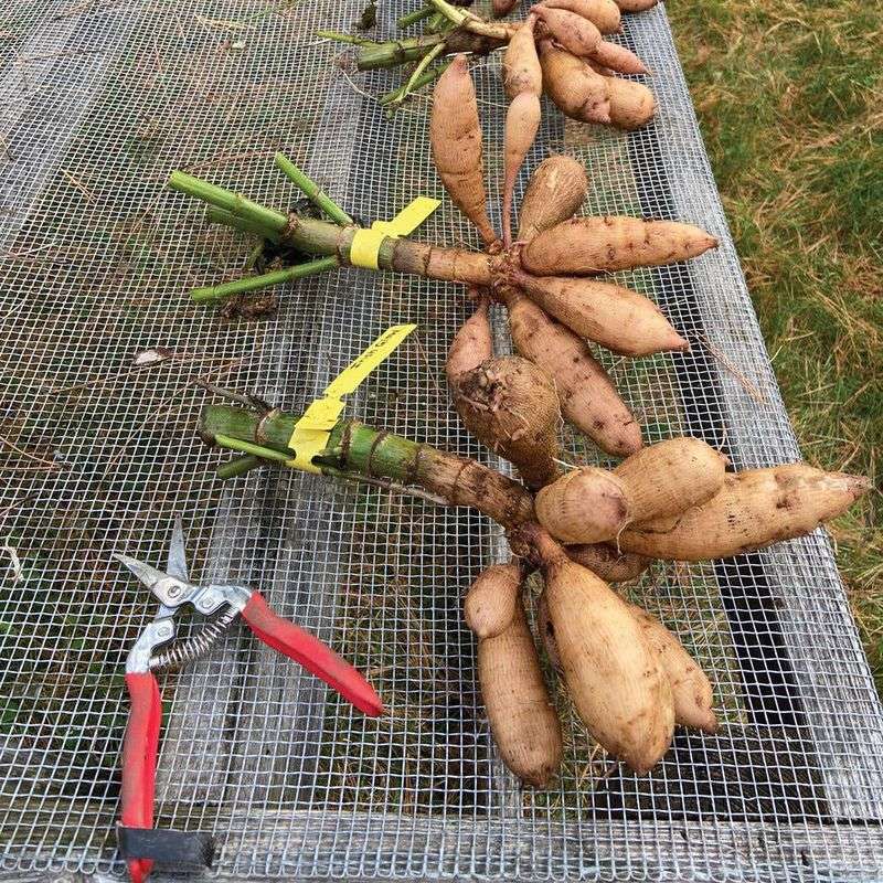 Cut The Stems And Label Each Plant