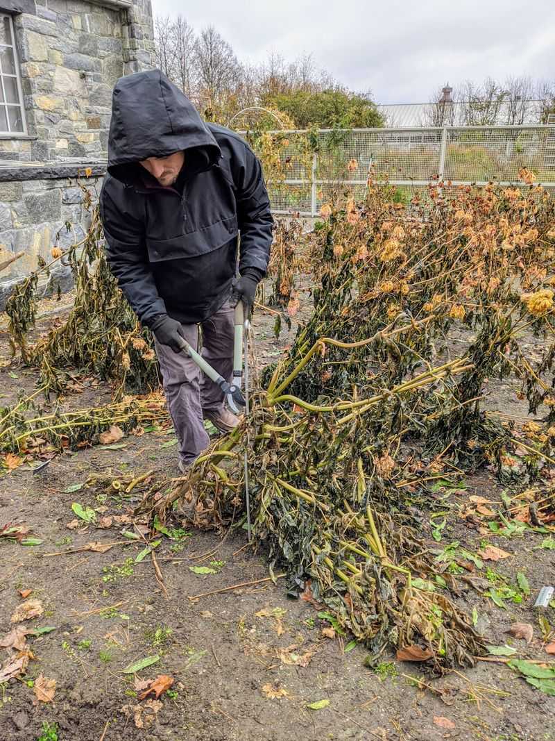 Cut The Stems And Let Tubers Cure In The Ground