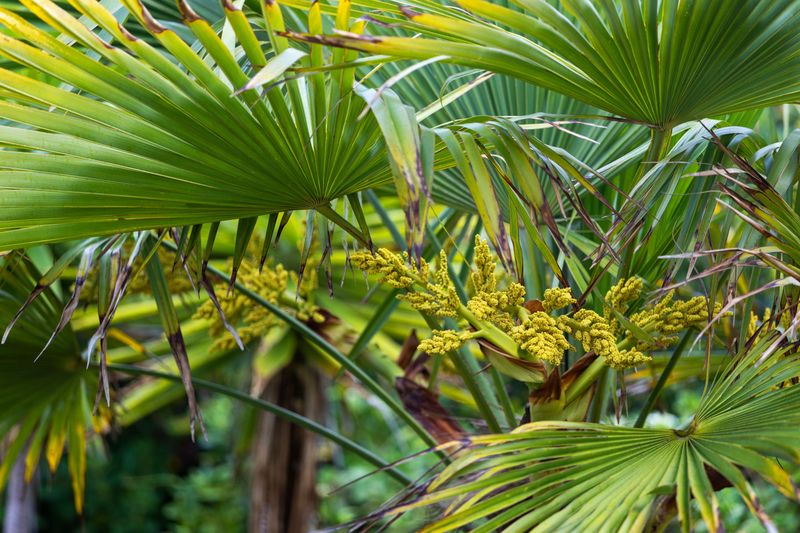 Cut Them Early To Avoid Heavy Fruit Stalks Later Cut Them Early To Avoid Heavy Fruit Stalks Later