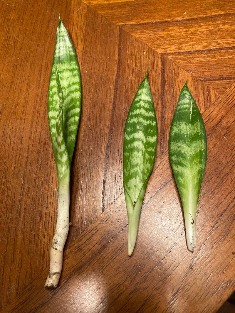 Cut Your Snake Plant Leaf Into Sections And Let Them Callus First Cut Your Snake Plant Leaf Into Sections And Let Them Callus First