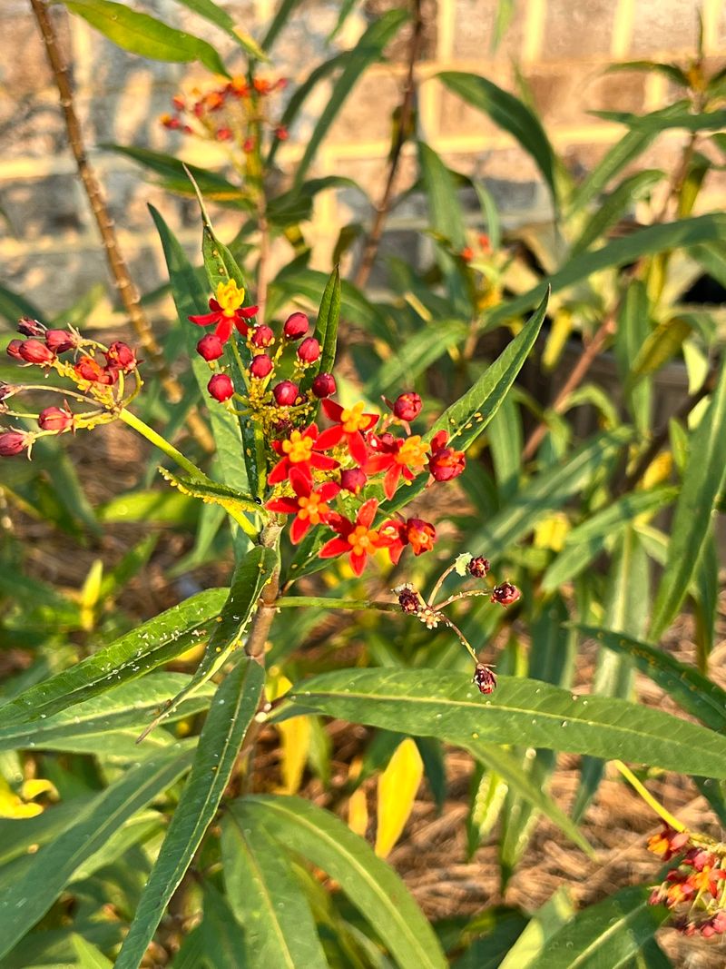 Cut Your Tropical Milkweed Back To About Six Inches This Fall Cut Your Tropical Milkweed Back To About Six Inches This Fall