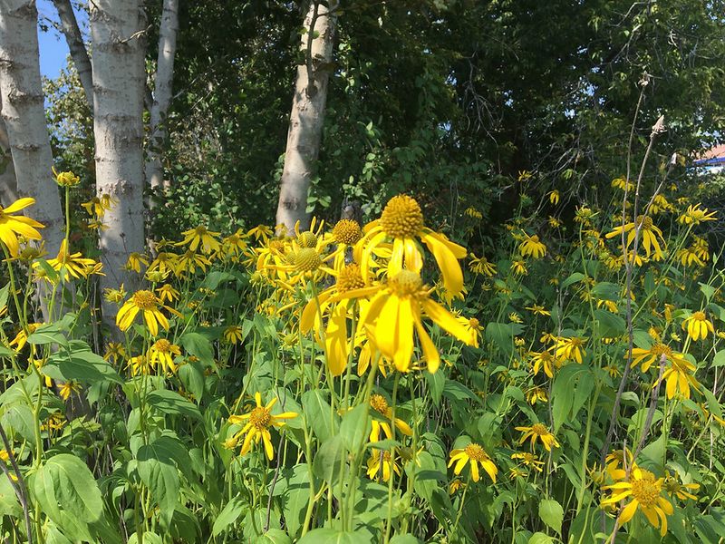 Cutleaf Coneflower Belongs In The Fall Seed Mix