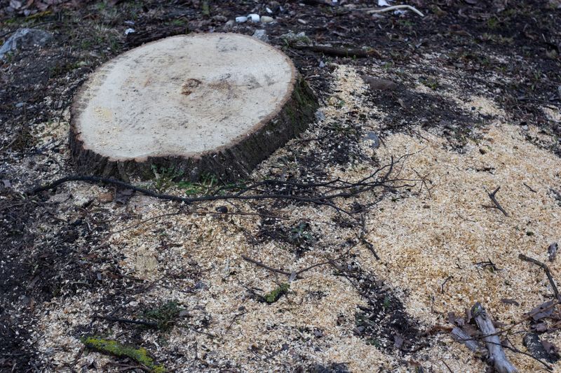 Cutting A Callery Pear Stump Takes One Extra Step