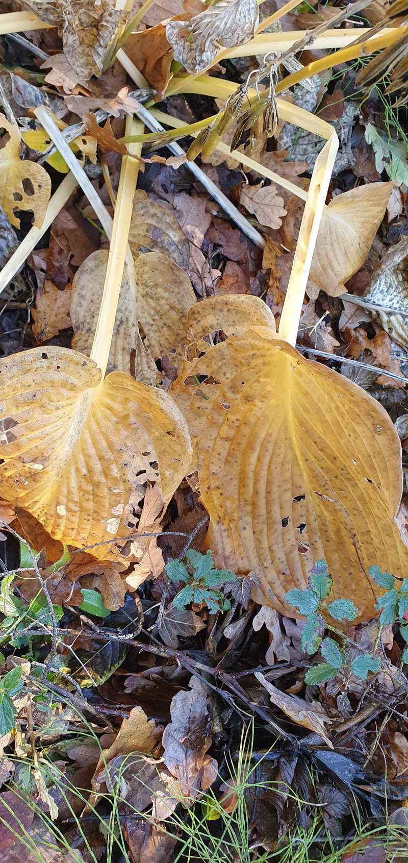 Cutting Back Before Leaves Fade Naturally