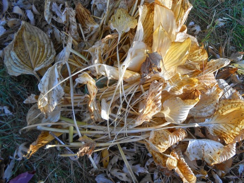 Cutting Back Can Clear Out Hosta Nematodes Too Cutting Back Can Clear Out Hosta Nematodes Too