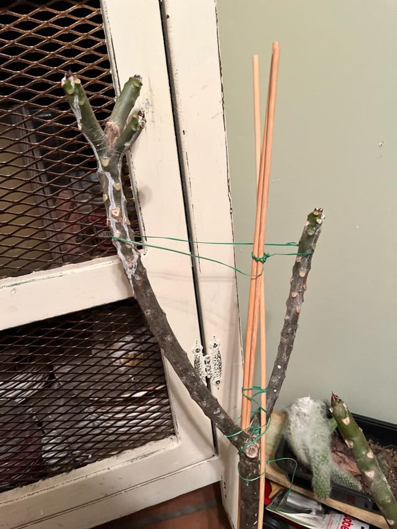 Cutting Back On Water During Dormancy Helps Prevent Rot