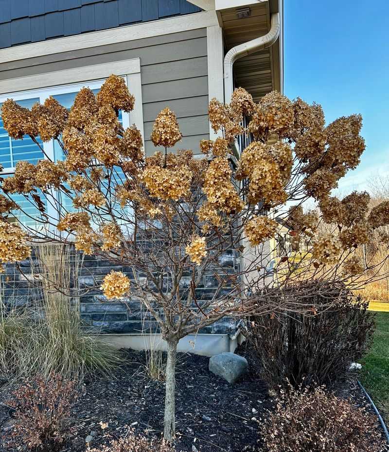 Cutting Back Panicle Hydrangeas Too Early In Fall