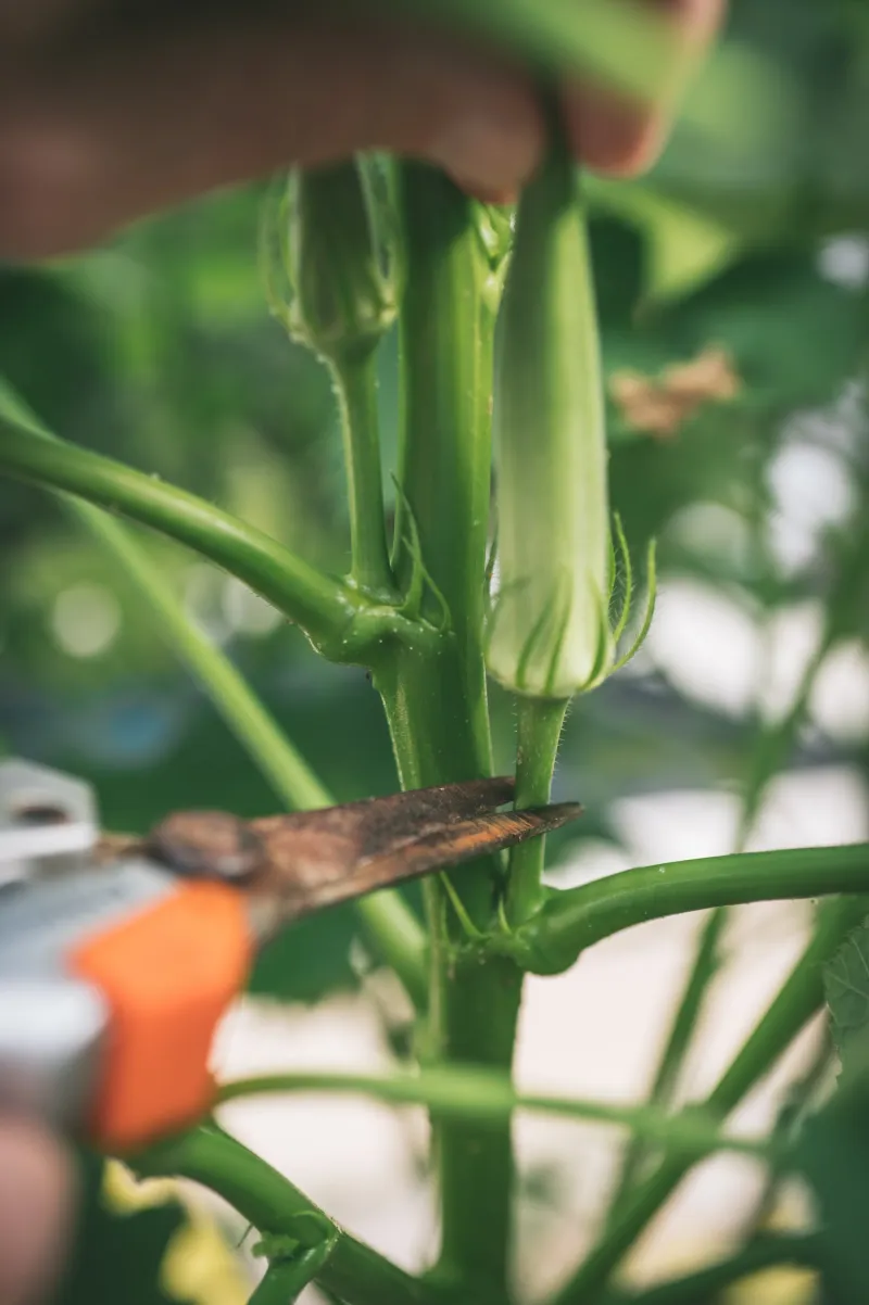 Cutting Back Tall Okra Stalks Can Spark Fresh Side Shoots
