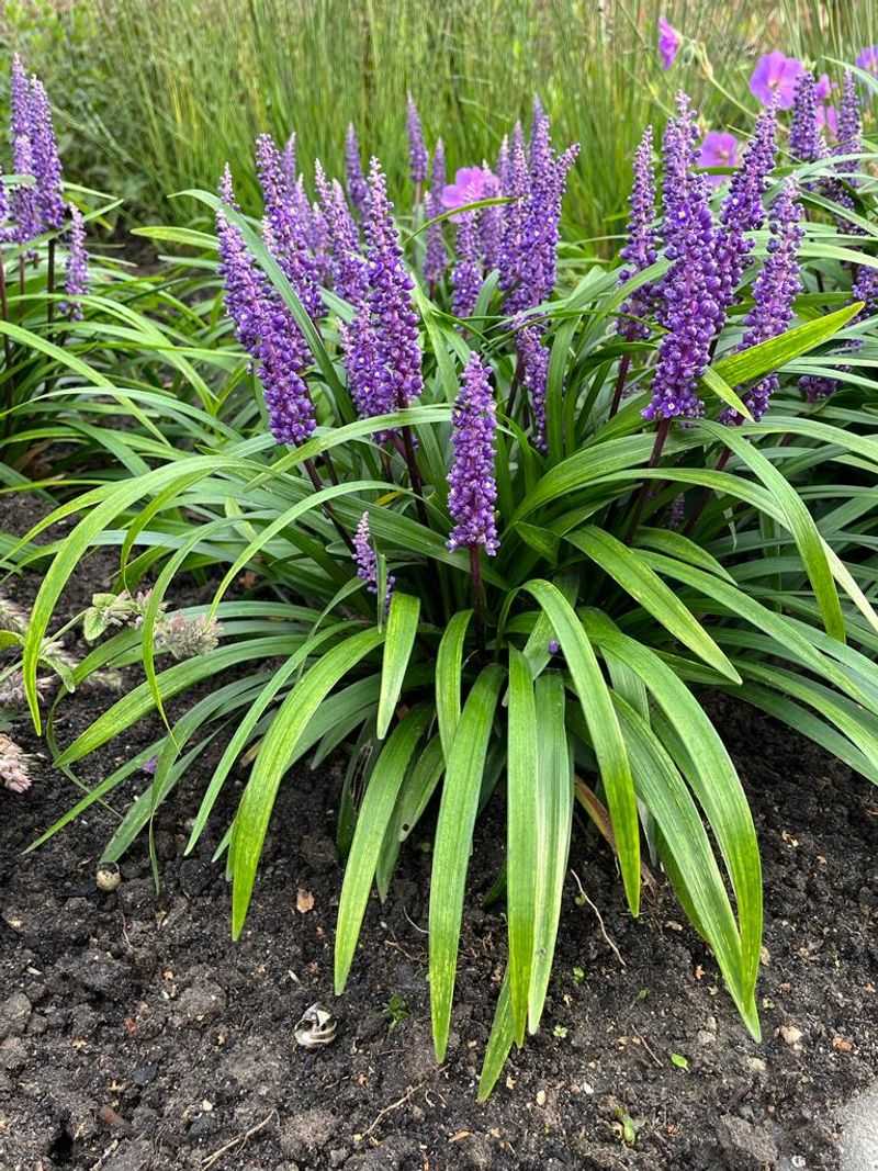 Cutting Before Spring Growth Keeps New Shoots Safe