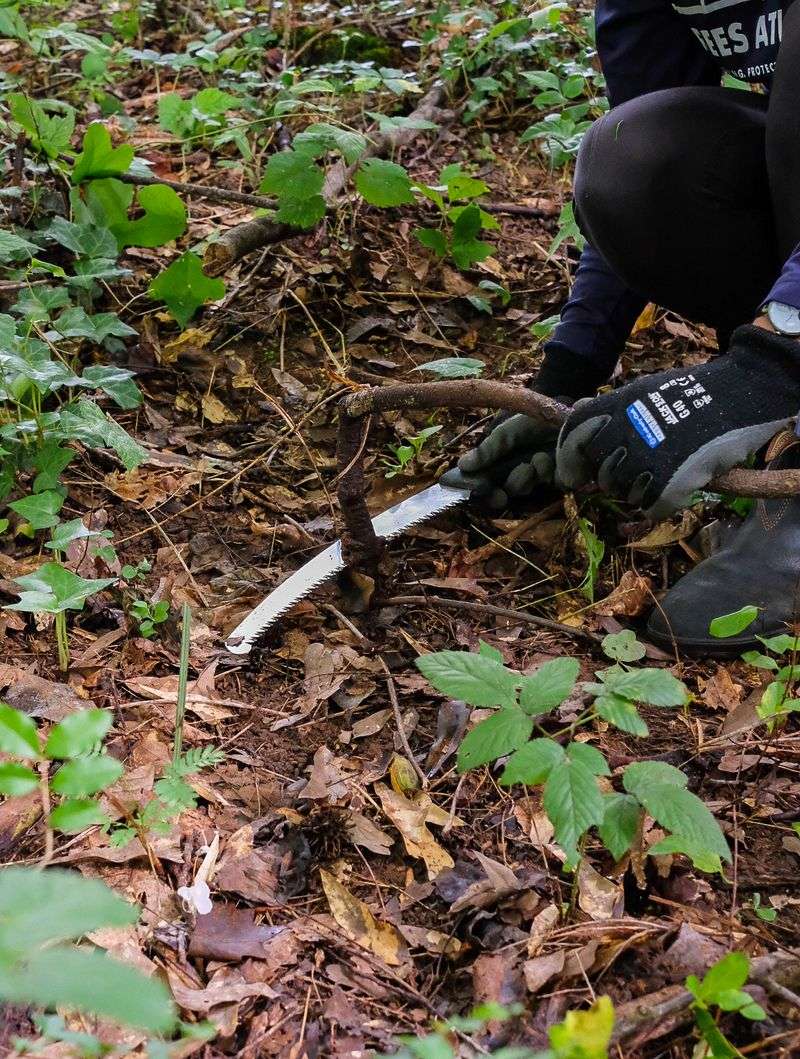 Cutting Below The Root Crown Can Work Without Chemicals