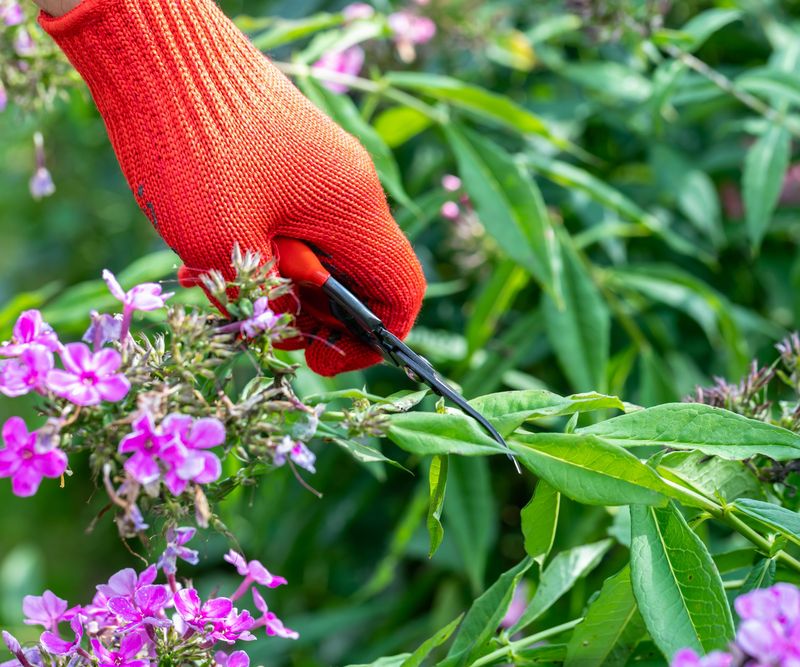 Cutting Garden Phlox Back In Fall Helps Slow Powdery Mildew Cutting Garden Phlox Back In Fall Helps Slow Powdery Mildew